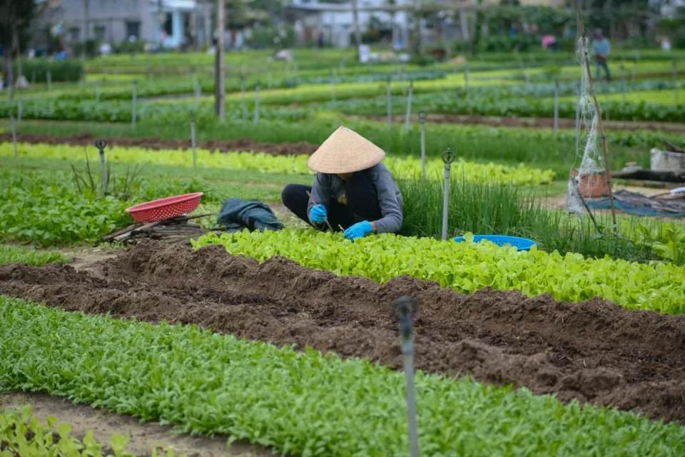 Món khách vườn nào cũng lấy