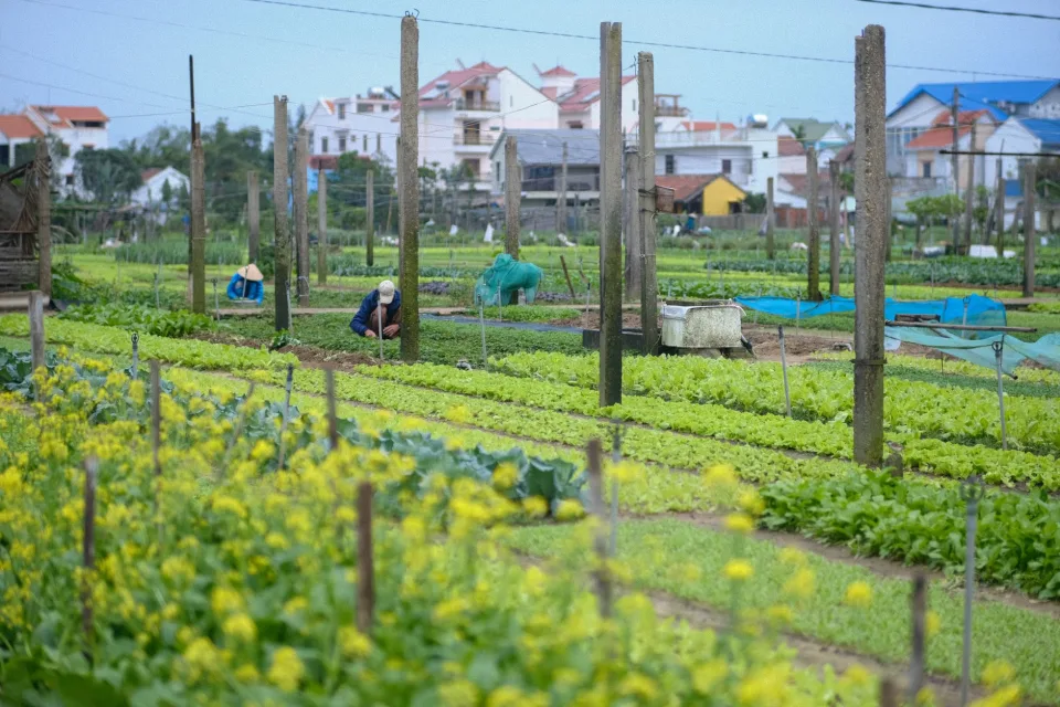 Giỏ trái mới hái