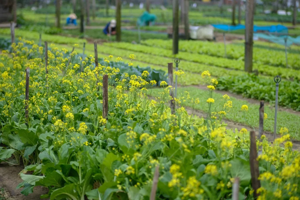 Chuồng gà thả vườn