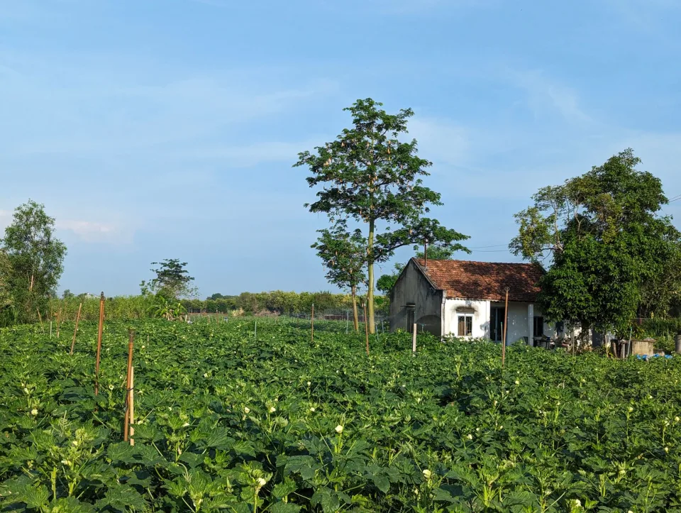 Luống rau sau nhà